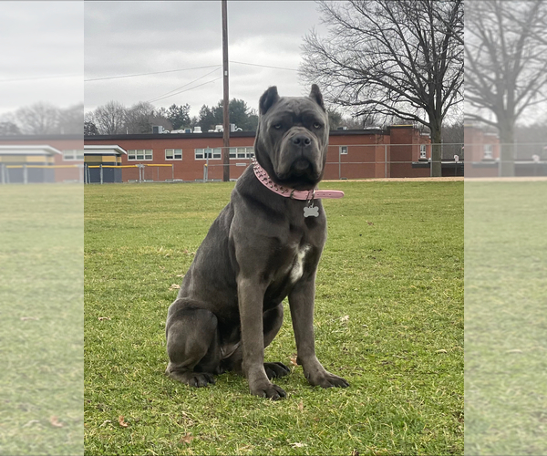 Medium Photo #1 Cane Corso Puppy For Sale in POUGHKEEPSIE, NY, USA