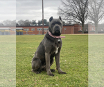 Small Photo #1 Cane Corso Puppy For Sale in POUGHKEEPSIE, NY, USA
