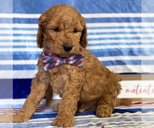 Goldendoodle Puppy for sale in LANCASTER, PA, USA