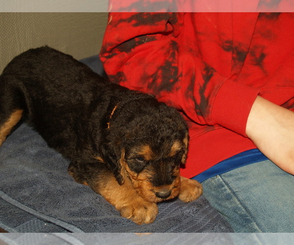 Medium Photo #17 Airedale Terrier Puppy For Sale in CHARLESTOWN, IN, USA