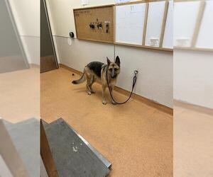 German Shepherd Dog Dogs for adoption in Martinez, CA, USA