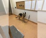Small German Shepherd Dog