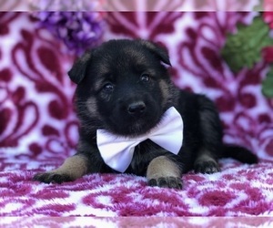 German Shepherd Dog Puppy for sale in LANCASTER, PA, USA