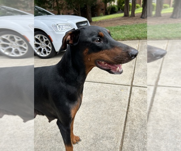 View Ad Doberman Pinscher Litter of Puppies for Sale near North Carolina, GREENSBORO, USA. ADN
