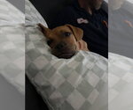 Small #9 Mutt