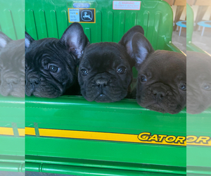 French Bulldog Puppy for sale in DODGE CITY, KS, USA