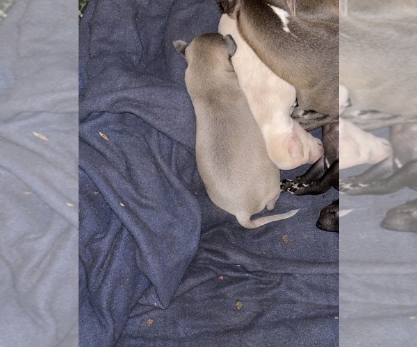 Medium Photo #1 Italian Greyhound Puppy For Sale in STILLWATER, OK, USA
