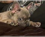 Small Photo #2 French Bulldog Puppy For Sale in SAN TAN VALLEY, AZ, USA