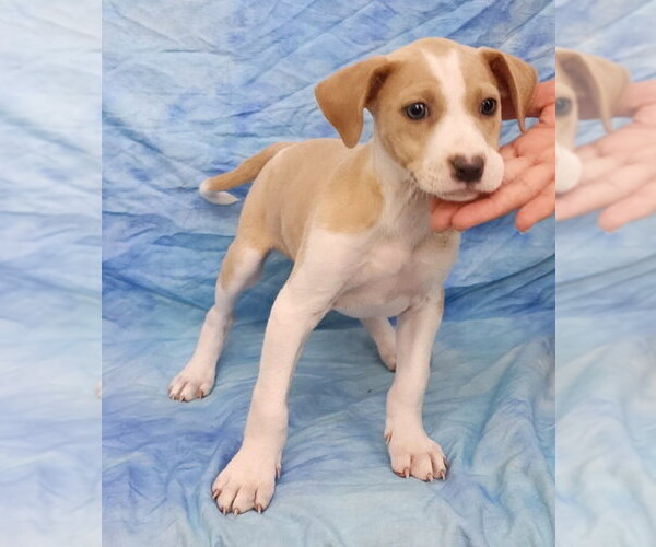 Medium Photo #1 American Pit Bull Terrier-Jack Russell Terrier Mix Puppy For Sale in Wetumpka, AL, USA