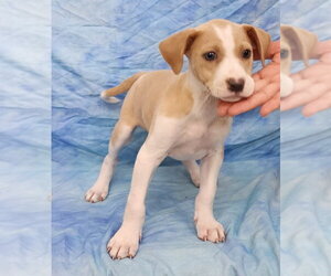 American Pit Bull Terrier-Jack Russell Terrier Mix Dogs for adoption in Wetumpka, AL, USA