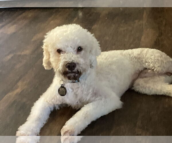 Medium Photo #3 Bichon Frise-Unknown Mix Puppy For Sale in Rootstown, OH, USA