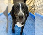 Small Catahoula Leopard Dog Mix