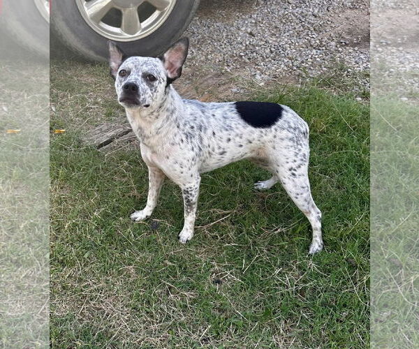 Medium Photo #1 Mutt Puppy For Sale in Minneapolis, MN, USA
