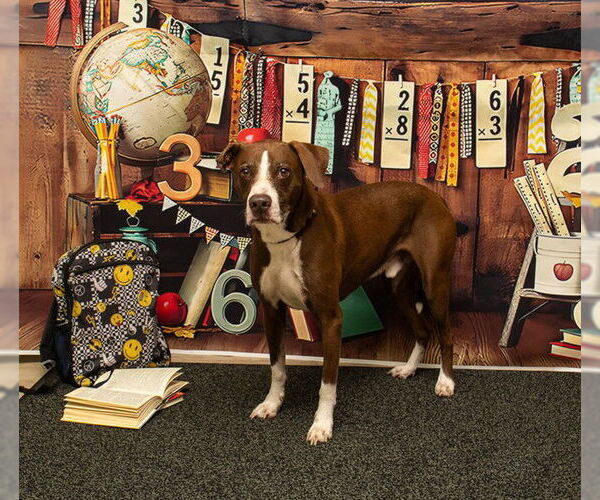 Medium Photo #2 Mutt Puppy For Sale in Sanford, FL, USA
