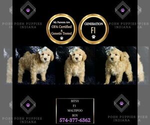 Maltipoo Puppy for sale in WARSAW, IN, USA