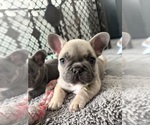 Small #3 French Bulldog