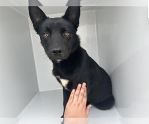 German Shepherd Dog-Unknown Mix Dogs for adoption in Houston, TX, USA