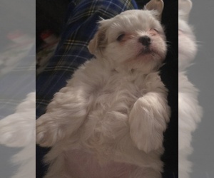 Mal-Shi Puppy for sale in SAN JOSE, CA, USA