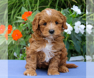 Cavapoo Puppy for sale in EAST EARL, PA, USA