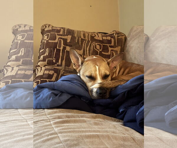 Medium Photo #4 American Pit Bull Terrier-Siberian Husky Mix Puppy For Sale in Westminster, MD, USA