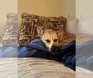 Aggie - Female American Pit Bull Terrier-Siberian Husky Mix Dog for Adoption - Photo #4