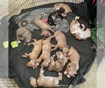Small American Bully