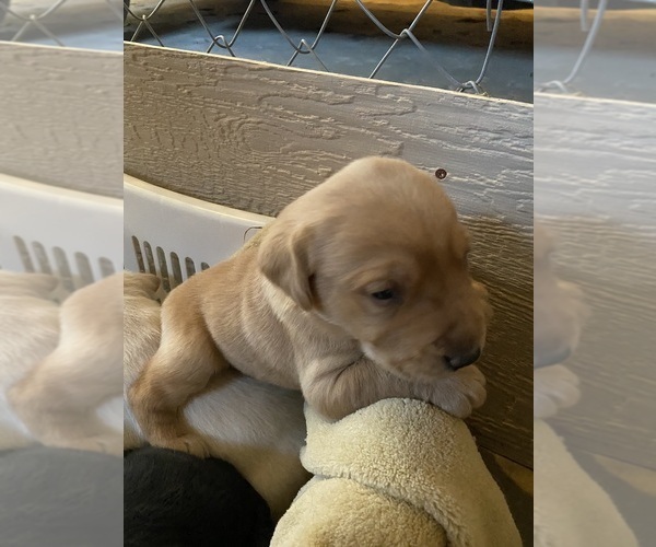 Medium Photo #4 Labrador Retriever Puppy For Sale in NEW GERMANY, MN, USA