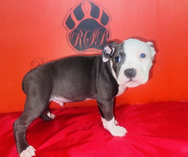 Medium Photo #2 American Pit Bull Terrier Puppy For Sale in TRENTON, NJ, USA