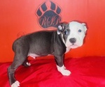 Small #1 American Pit Bull Terrier