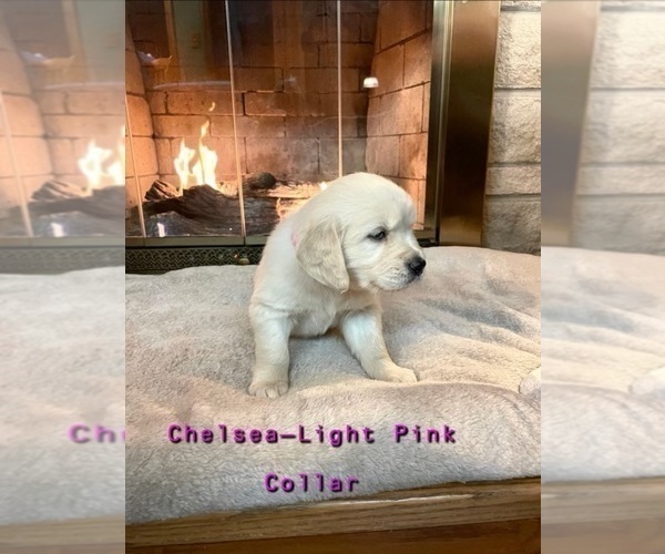 Medium Photo #5 English Cream Golden Retriever Puppy For Sale in MIDLAND, MI, USA