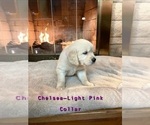 Small Photo #5 English Cream Golden Retriever Puppy For Sale in MIDLAND, MI, USA