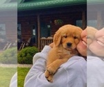 Small #1 Golden Retriever