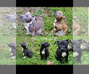 Bullypit Puppy for sale in ANDOVER, CT, USA