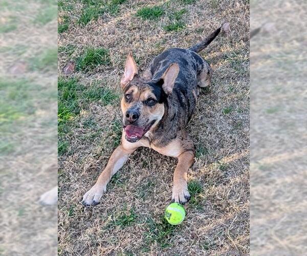 Medium Photo #2 Catahoula Leopard Dog Puppy For Sale in Plano, TX, USA