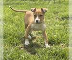 Small Boxer Mix