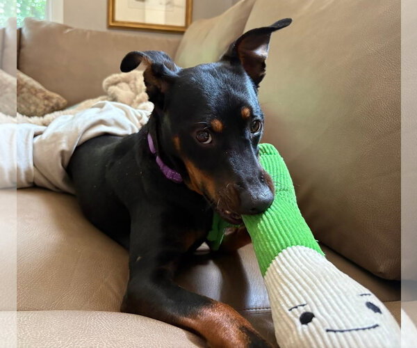 Medium Photo #5 Miniature Pinscher-Unknown Mix Puppy For Sale in Mount Laurel, NJ, USA