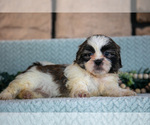 Small Photo #20 Shih Tzu Puppy For Sale in SUGARCREEK, OH, USA