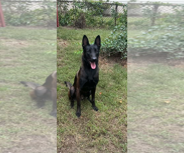 Medium Photo #2 Mutt Puppy For Sale in Imlay City, MI, USA
