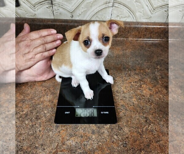 Medium Photo #2 Chihuahua Puppy For Sale in MOUNT AIRY, NC, USA