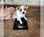 Small #1 Chihuahua