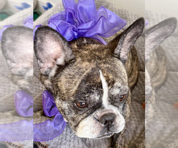 Medium Photo #8 French Bulldog Puppy For Sale in Boca Raton, FL, USA