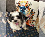 Small Shih Tzu Mix