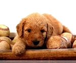 Puppy Banyan Goldendoodle