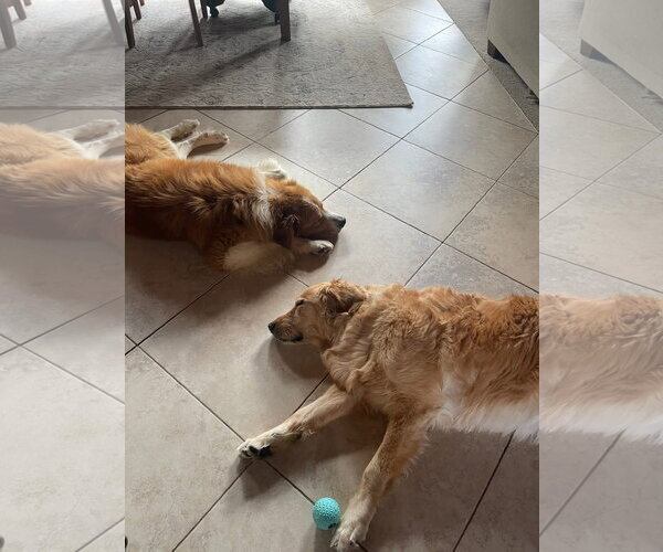 Medium Photo #3 Great Pyrenees-Unknown Mix Puppy For Sale in Germantown, OH, USA