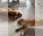 Small #2 Great Pyrenees Mix