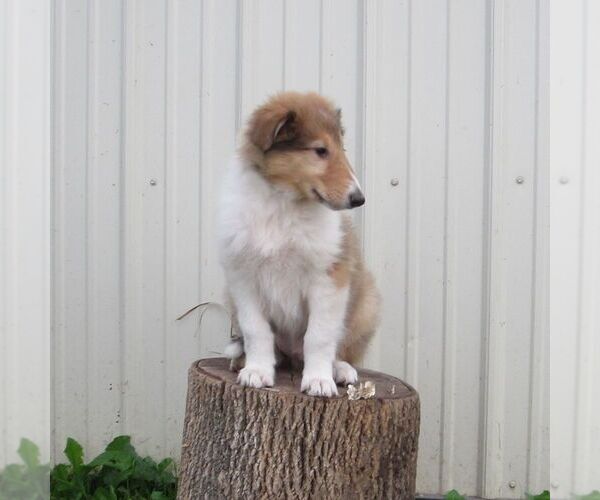 Medium Photo #2 Collie Puppy For Sale in FORT PLAIN, NY, USA