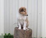 Small #1 Collie