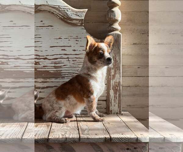Medium Photo #2 Chihuahua-Unknown Mix Puppy For Sale in PIPE CREEK, TX, USA