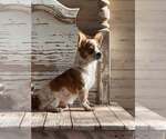 Small #1 Chihuahua Mix