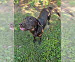 Small #5 Labrador Retriever